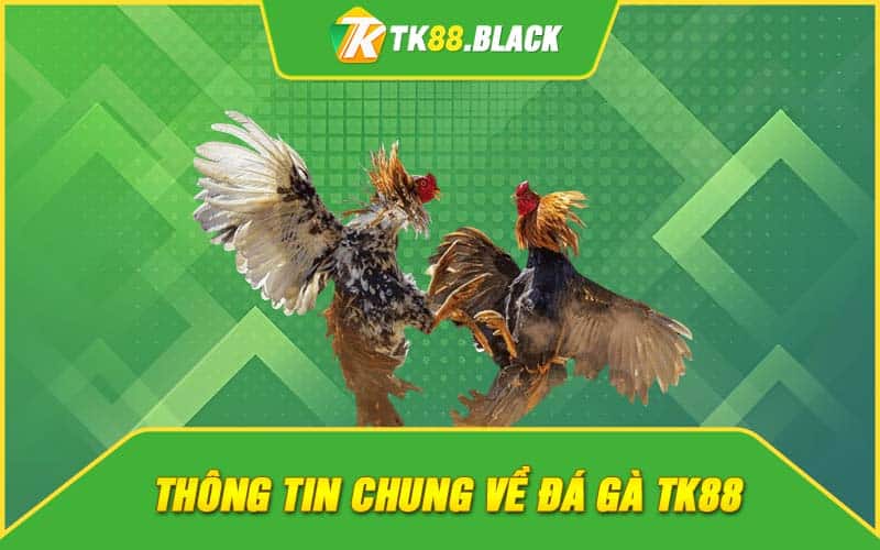 Thông tin chung về đá gà TK88 Thông tin chung về đá gà TK88